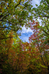 Look up at the sky forest