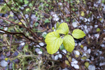 the last green leaves in autumn