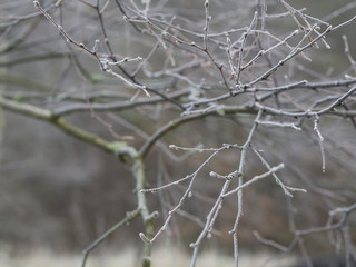 first frost - close up rime frozen bare cherry tree branches snow covered beige winter bokeh background