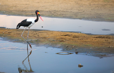 Saddle Billed Stork wading in the Luangwa River with a water reflection, South Luangwa National Park, Zambia