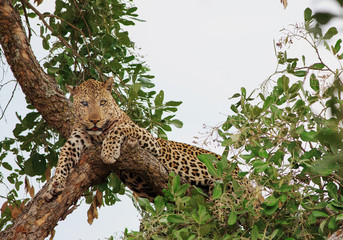 Fototapeta na wymiar Large Leopard who is blind in one eye, resting on a tree in South Luangwa National Park - Zambia
