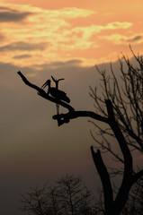 Fototapeta na wymiar Silhouette of a Marabou Stork (Leptoptilos crumenifer) resting on a branch at sunset, with an orange tinged sky and clouds in South Luangwa National Park, Zambia.