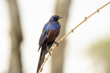 Glossy Starling (Lamprotornis) perched on a sall thorney stem in south luangwa, zambia