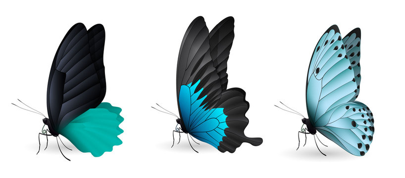Fototapeta Set of colorful realistic butterflies
