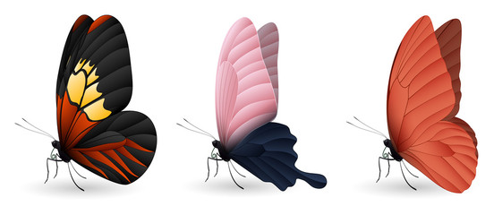 Set of colorful realistic butterflies
