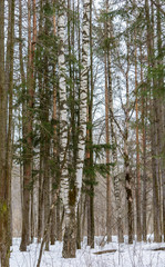 Obraz premium Winter Forest, Grove, Trees in the snow