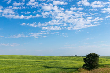 Idaho Wheat Field