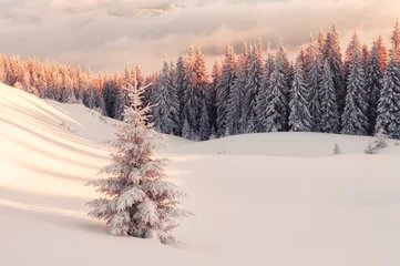 Gordijnen Dramatic wintry scene with snowy trees. © Ivan Kmit