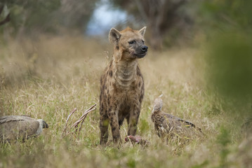 Obraz premium Hyaena,