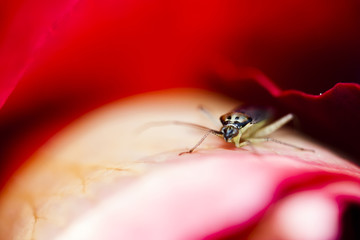 Macro photograph of insect on red rose 