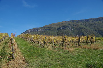 Obraz premium terre de sang 