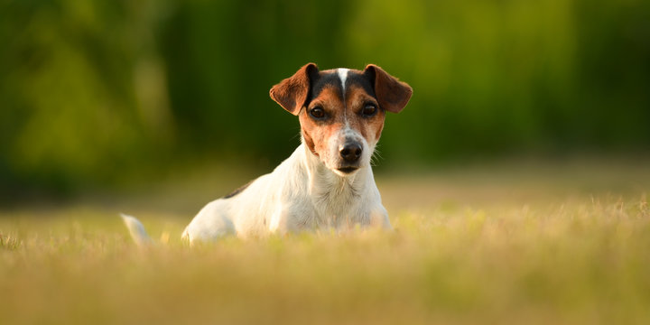 Jack Russell female 10 years old - dog lies in the evening light on a green meadow
