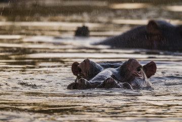 Hippopotamus, Kruger National Park
