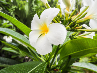 White Plumeria or franginpani flower covered in rain droplets blooming on a tree, Bali
