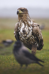 White-tailed Eagle, Haliaeetus albicilla, Hungary, Europe