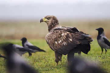 White-tailed Eagle, Haliaeetus albicilla, Hungary, Europe