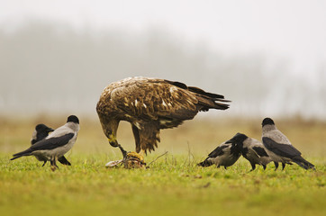 White-tailed Eagle, Haliaeetus albicilla, Hungary, Europe