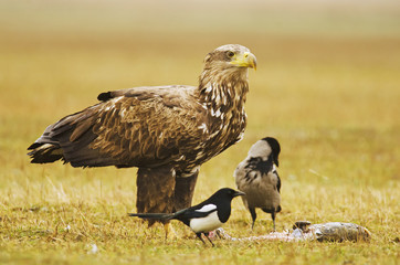 White-tailed Eagle, Haliaeetus albicilla, Hungary, Europe