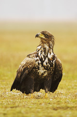 White-tailed Eagle, Haliaeetus albicilla, Hungary, Europe