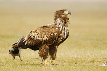 White-tailed Eagle, Haliaeetus albicilla, Hungary, Europe