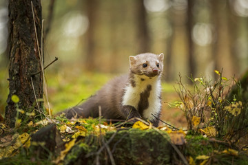 Marten, Marten foida into forest