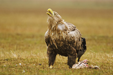 White-tailed Eagle, Haliaeetus albicilla, Hungary, Europe