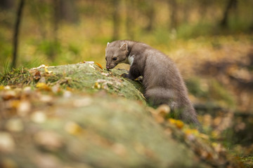 Marten, Marten foida into forest