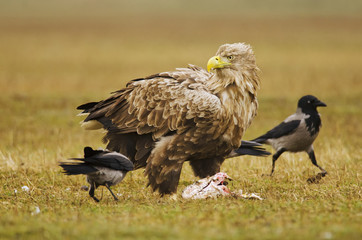 White-tailed Eagle, Haliaeetus albicilla, Hungary, Europe