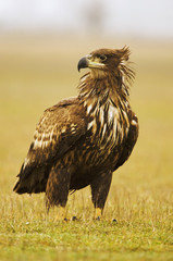 White-tailed Eagle, Haliaeetus albicilla, Hungary, Europe