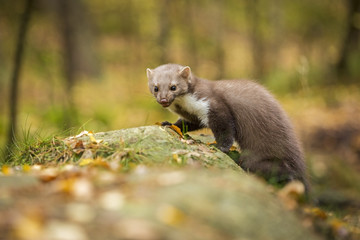 Fototapeta premium Marten, Marten foida into forest