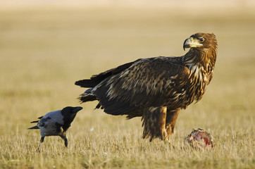 White-tailed Eagle, Haliaeetus albicilla, Hungary, Europe