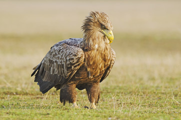 White-tailed Eagle, Haliaeetus albicilla, Hungary, Europe