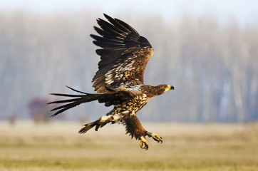 White-tailed Eagle, Haliaeetus albicilla, Hungary, Europe