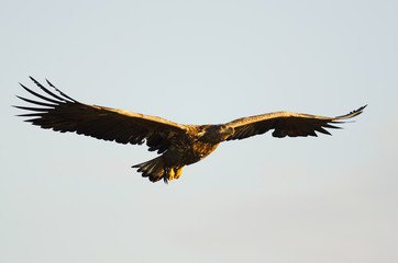 White-tailed Eagle, Haliaeetus albicilla, Hungary, Europe