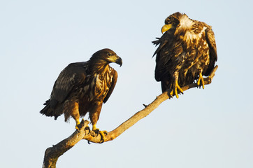 White-tailed Eagle, Haliaeetus albicilla, Hungary, Europe