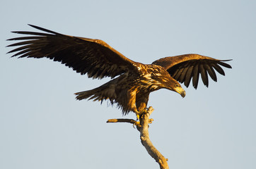 White-tailed Eagle, Haliaeetus albicilla, Hungary, Europe