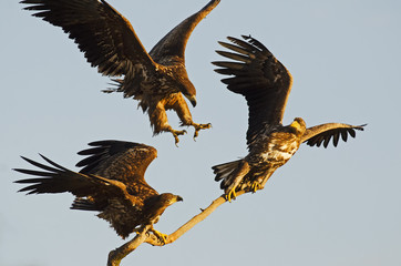 White-tailed Eagle, Haliaeetus albicilla, Hungary, Europe