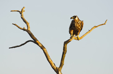 White-tailed Eagle, Haliaeetus albicilla, Hungary, Europe