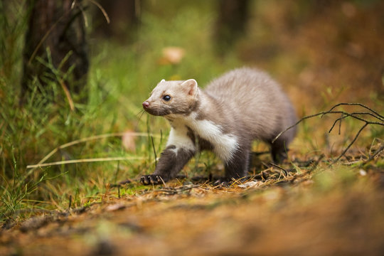 Fototapeta Marten, Marten foida into forest