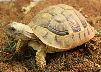 tortue terrestre testudo hernammi boettgeri