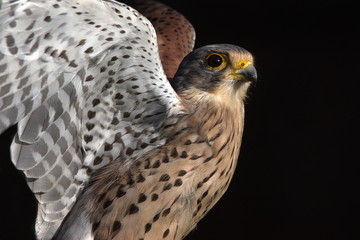 Turmfalke