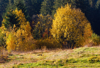 Morning autumn Carpathians landscape.