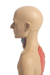 Human Body Anatomy Model