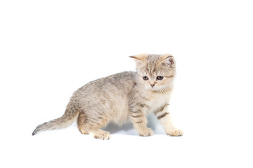 Standing scottish straight cat kitten looking up isolated on white background