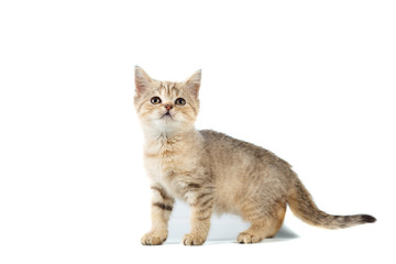 Standing scottish straight cat kitten looking up isolated on white background