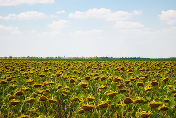 Fototapeta na wymiar crop large field ripe sunflower, seeds sunflower, harvesting blue sky white clouds. green leaves nature agronomy summer day