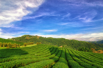 Fototapeta na wymiar Tea Plantation at Doi Mae Salong in Chiang Rai, Thailand