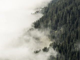 Fog covered forest mountain side, half clouds, half trees, alps, Southtirol, Italy