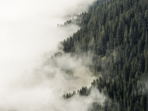 Fototapeta Mgła pokryta leśną górą, pół chmur, pół drzew, Alpy, Southtirol, Włochy