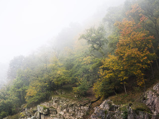 Colorful autumn forest covered in thick mist